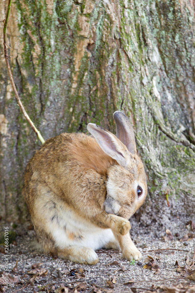 Fototapeta premium 大久野島のうさぎ