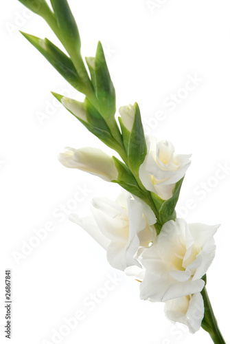 White Gladiolus detail