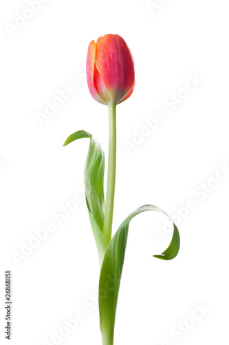 Tulip flower on white background