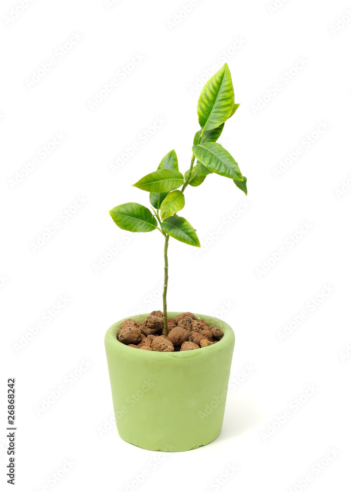Little Green Plant Growing in Pot Isolated on White Background Little Green Plant Growing in Pot Isolated on White Background