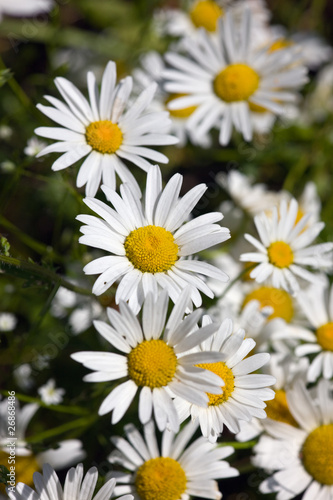 Camomiles close up