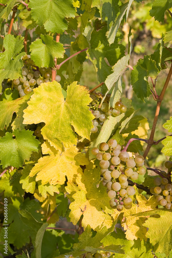 bunch of ripe grapes on grapevine right before harvest bunch of ripe grapes on grapevine right before harvest