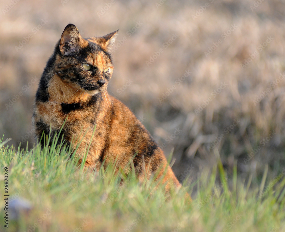 Obraz premium GATTO.