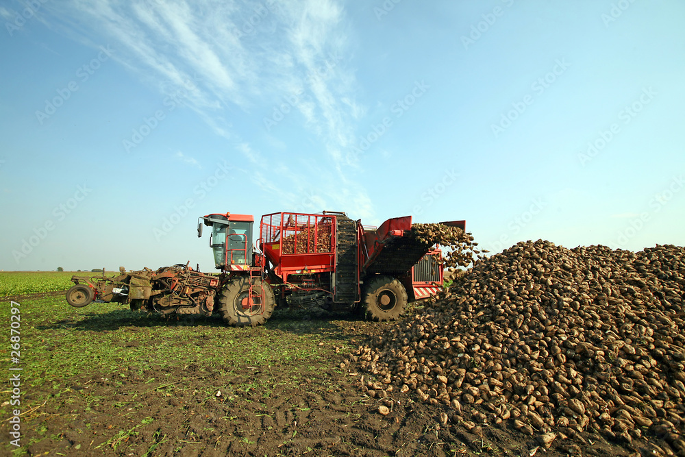 Fototapeta premium Sugar beet