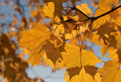 Golden leaves