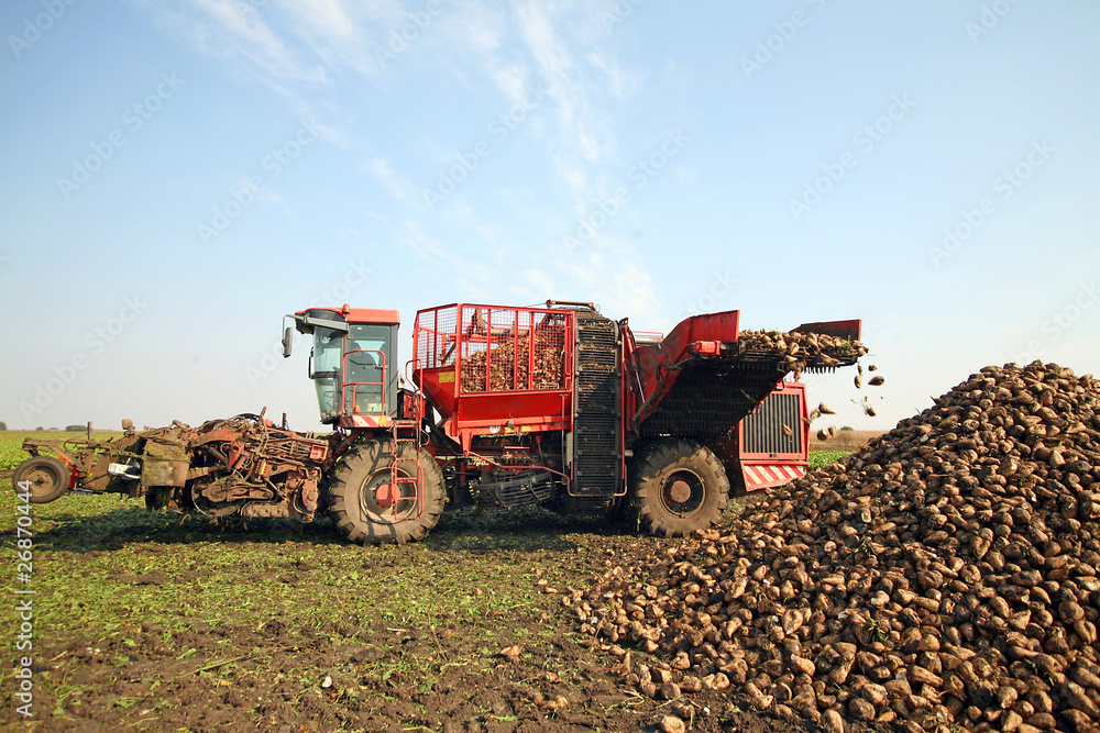 Obraz premium Sugar beet
