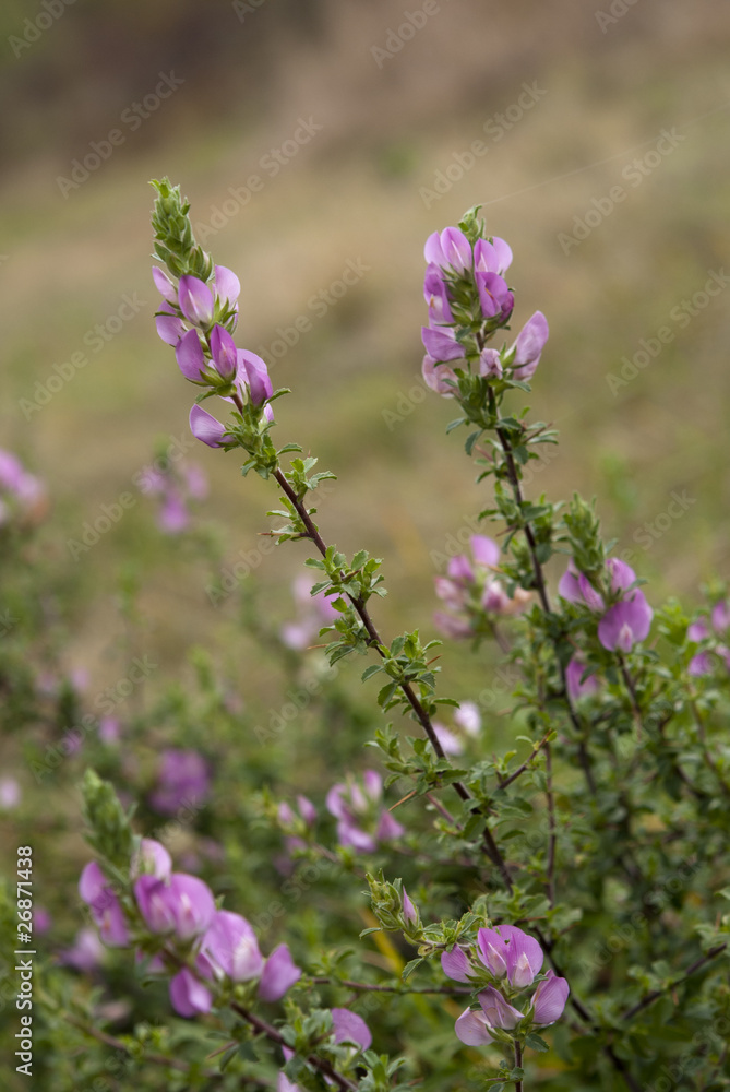 Naklejka premium Ononis spinosa