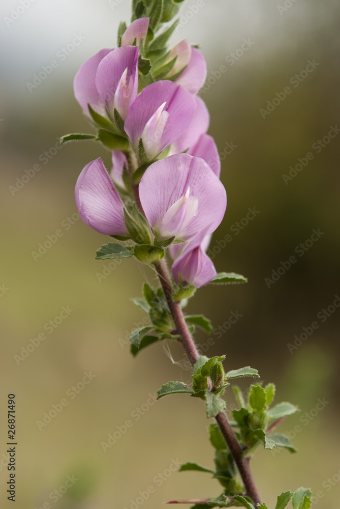 Obraz premium Ononis spinosa