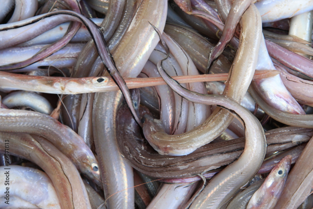 Fisch Fisch