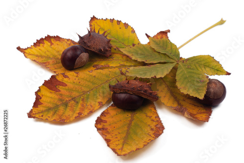 Chestnuts with shell on the yellow leaves on white background