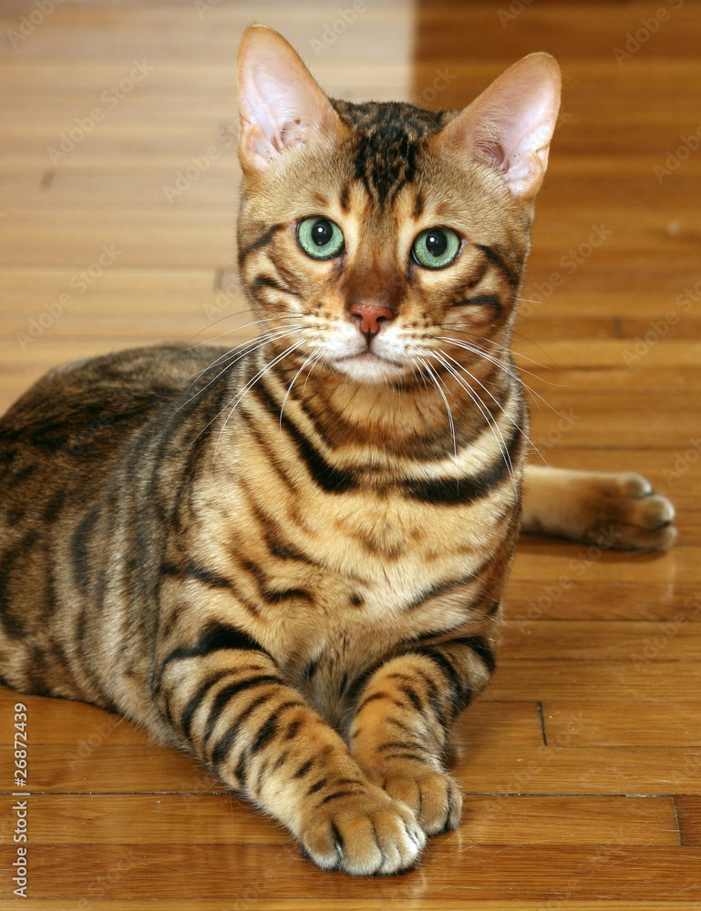 beautiful bengal with green eyes