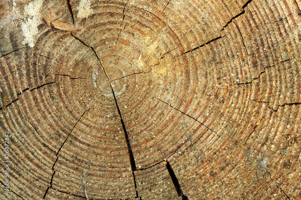 Naklejka premium Log