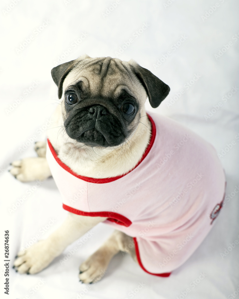 Pug puppy dressed in pink from above