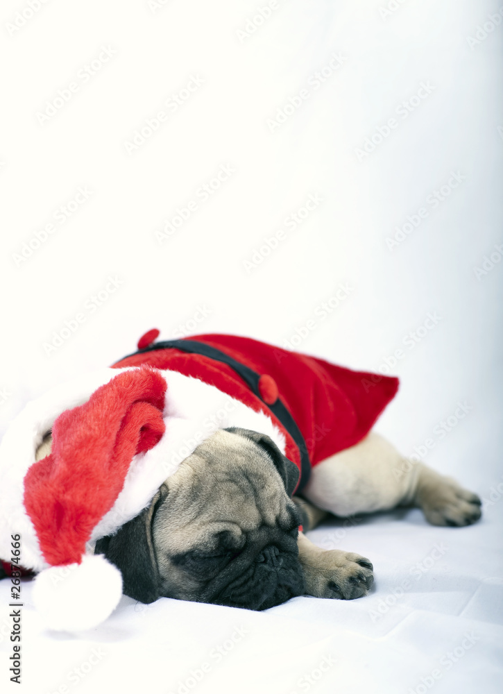 Sleeping Puppy dressed as Santa