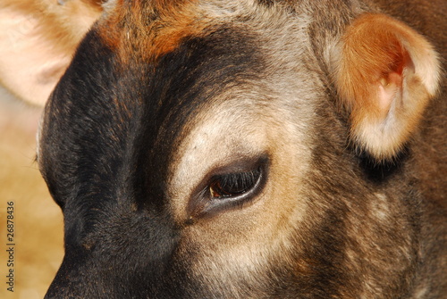 Cow's Eye