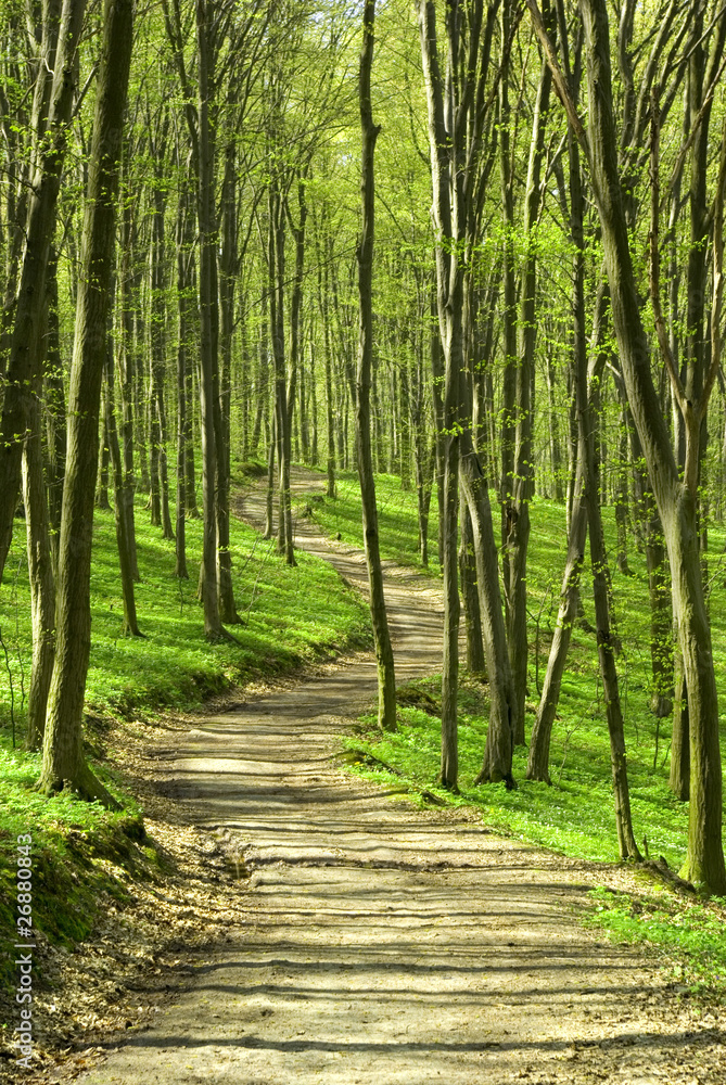 forest path forest path