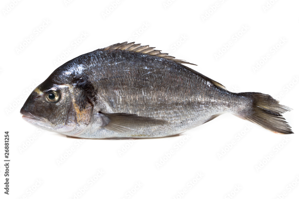 dorade royale grise dorade royale grise