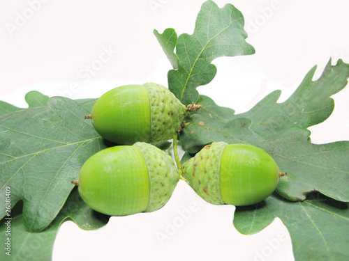 oak tree leaves and nuts photo