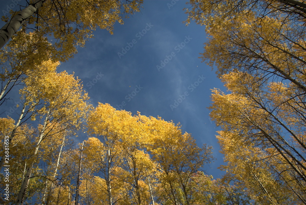 Кроны осенних деревьев