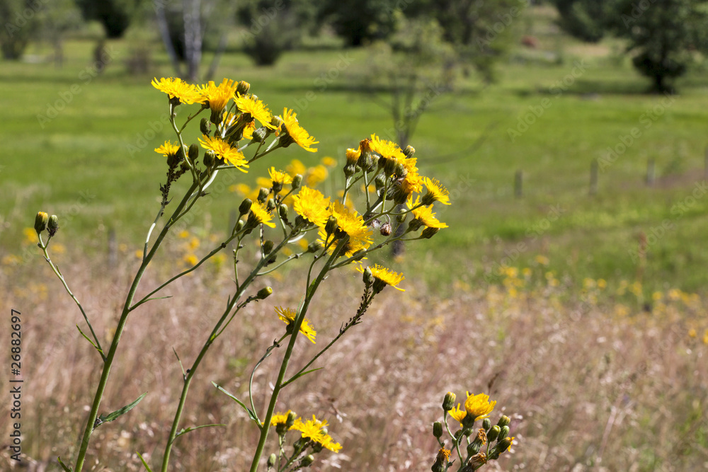 Obraz premium Yellow meadow flowers
