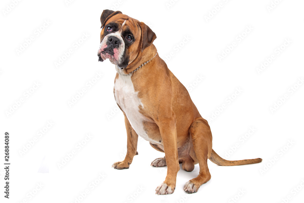 Boxer isolated on white Boxer isolated on white