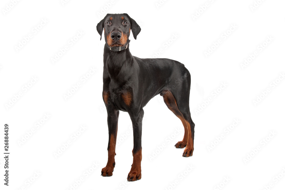 Doberman Pinscher isolated on white