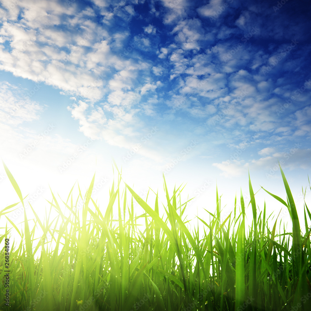 Fototapeta premium grass and sunset