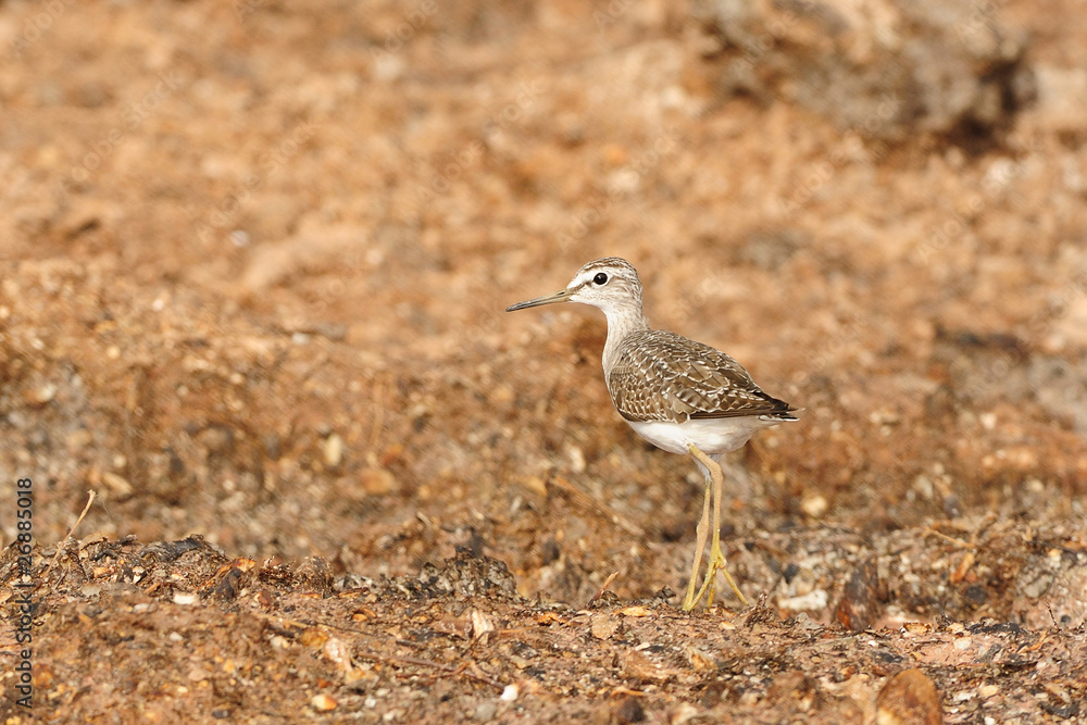 Common Sandpiper Common Sandpiper