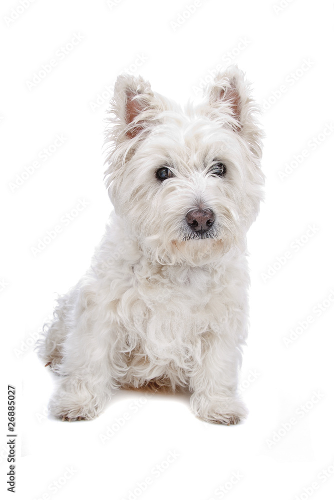 West Highland White Terrier isolated on white West Highland White Terrier isolated on white