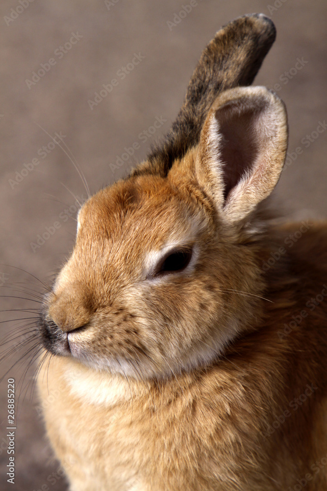 Obraz premium Kaninchen