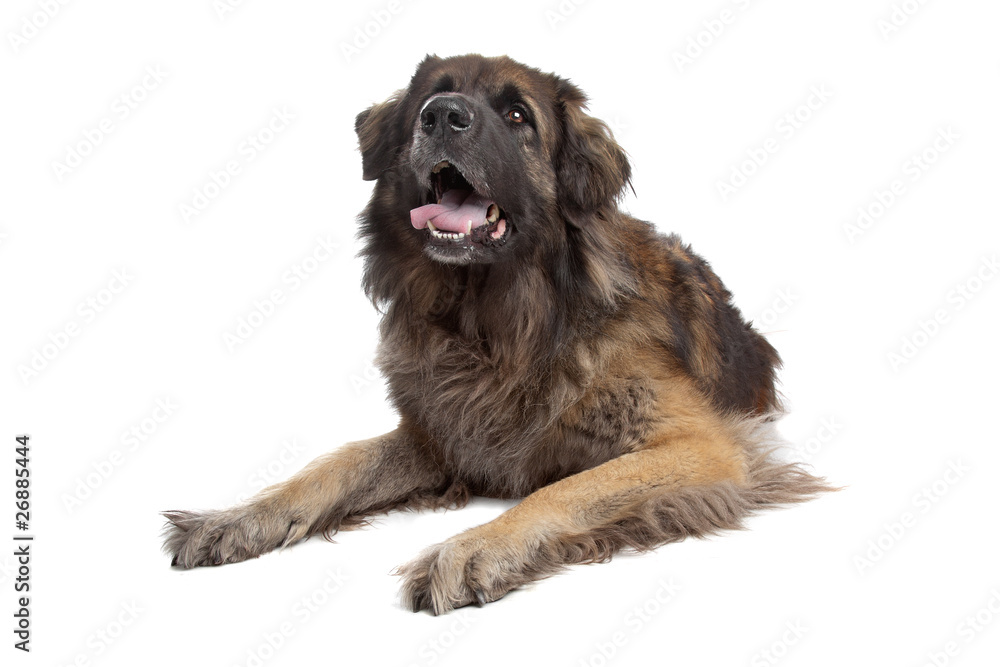 Leonberger isolated on white Leonberger isolated on white