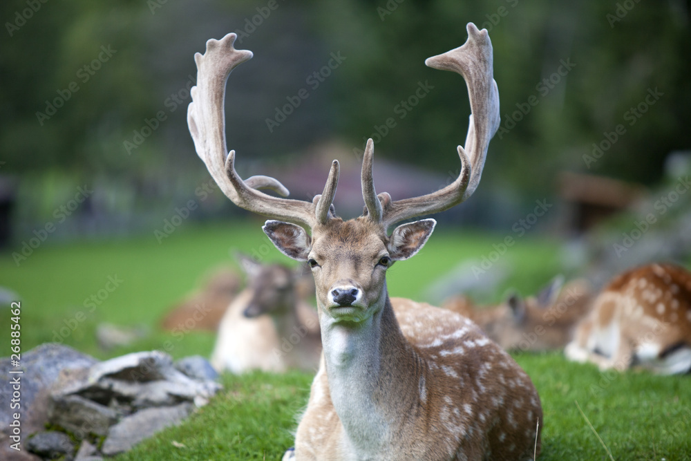 Nahaufnahme Hirsch mit Geweih Nahaufnahme Hirsch mit Geweih