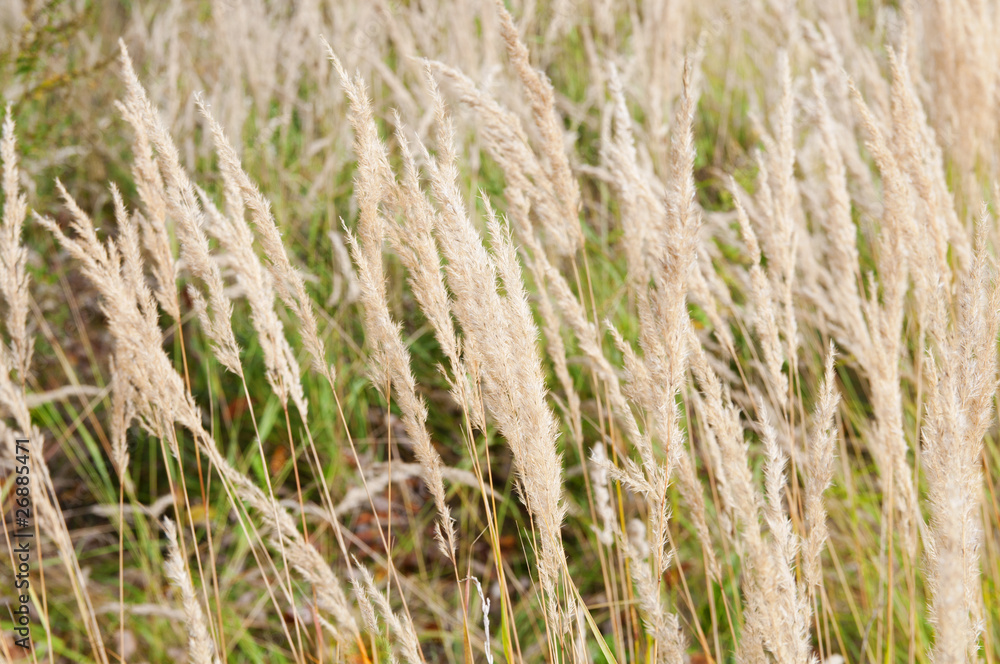 Field grass