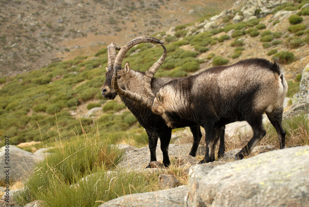 Fauna de Gredos