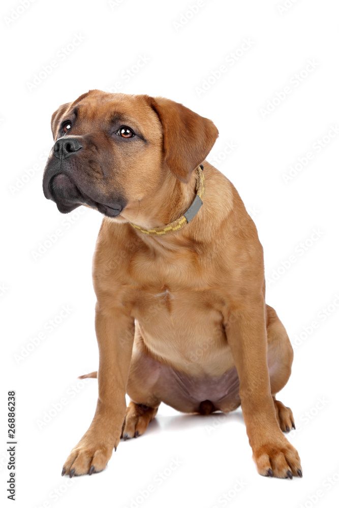 mixed breed Dogue de Bordeaux puppy isolated on white