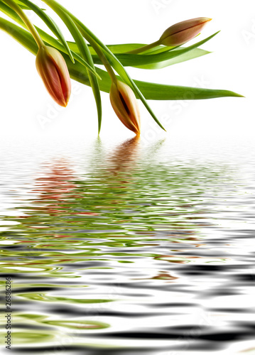 Fototapeta Naklejka Na Ścianę i Meble -  Colorful tulips