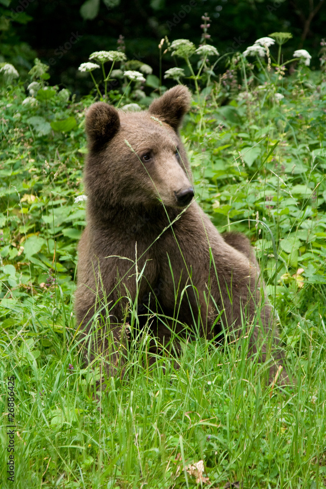 Fototapeta premium Wild Bear In The Forest