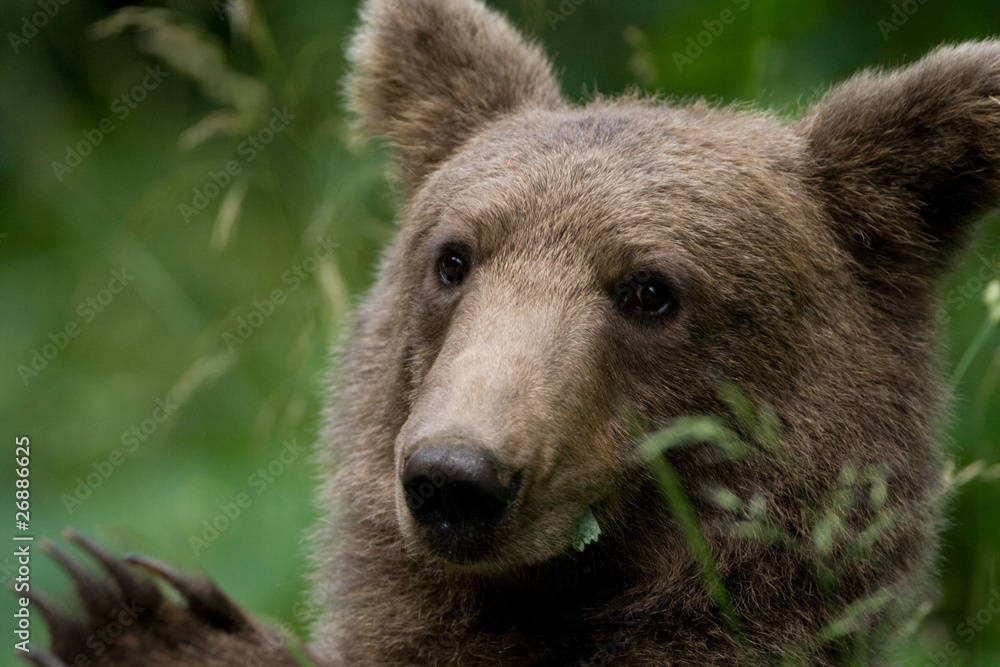 Fototapeta premium Wild Bear In The Forest