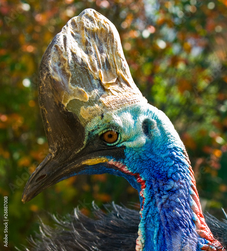 CASSOWARY photo