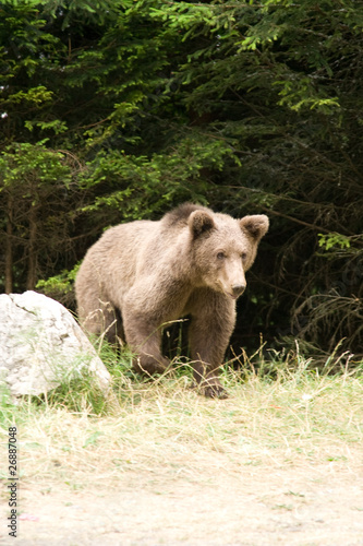 Wild Bear In The Forest