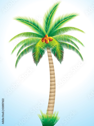 detailed palm tree with coconut