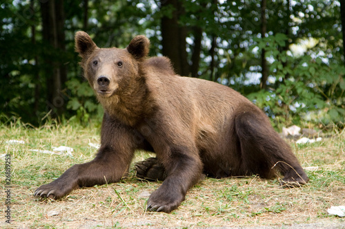 Wild Bear In The Forest