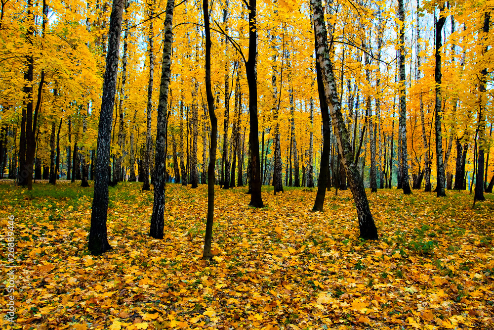 beautiful vivid autumn forest