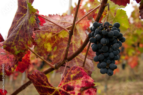 Weintrauben im Herbst