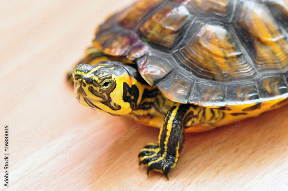 Obraz premium Gelbbauch-Schmuckschildkröte
