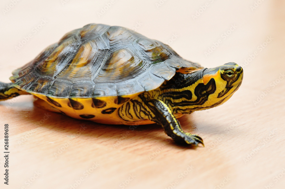 Obraz premium Gelbbauch-Schmuckschildkröte