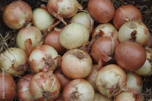 Zwiebeln aus dem Spreewald