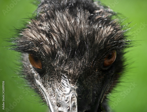 Emu looking very angry photo