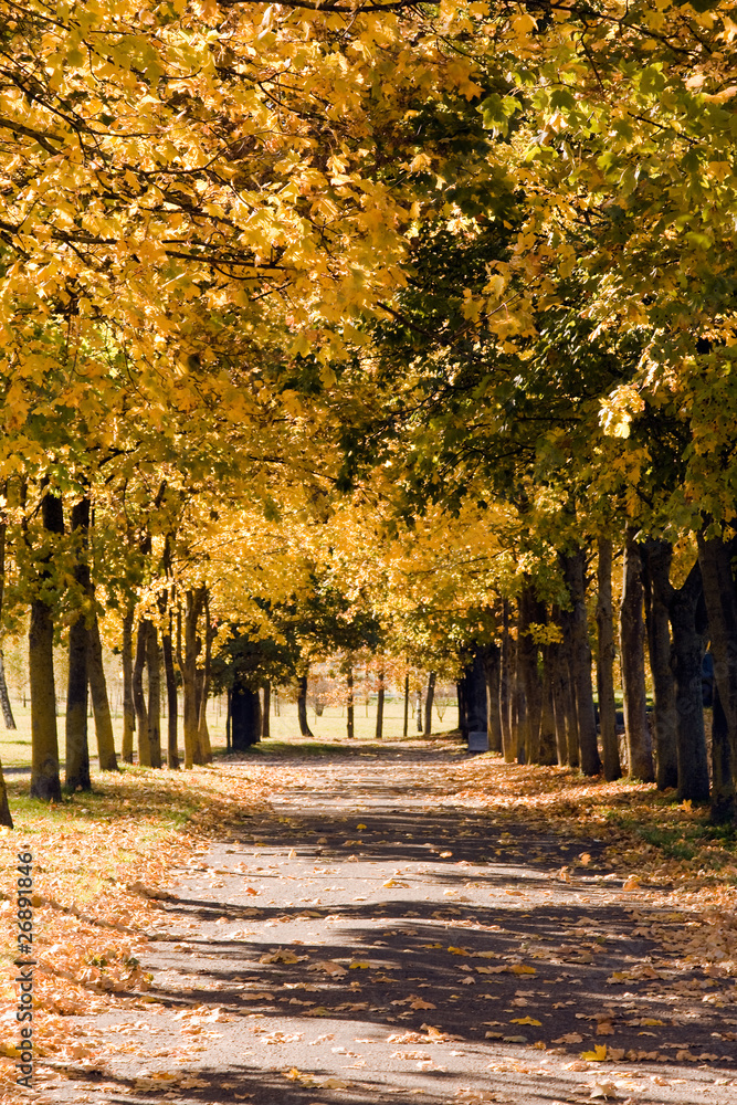 Naklejka premium Autumn reddening