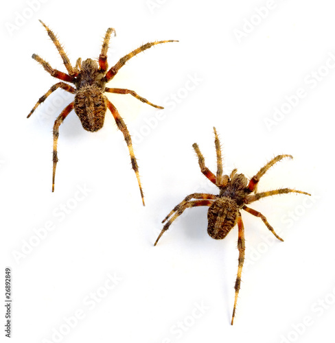 Orb Weaver Spiders © Melinda Fawver